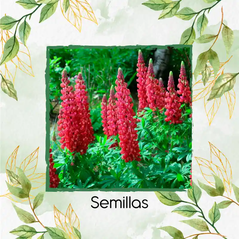 35 Semillas Orgánicas De Flor Lupinus Altramuz