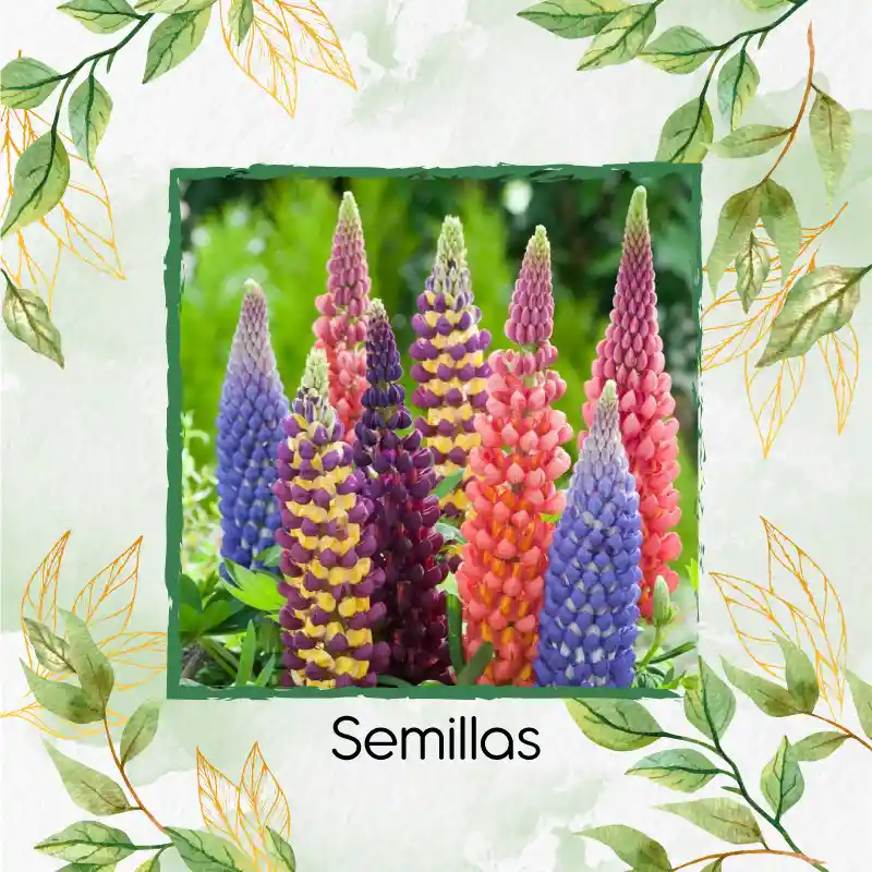 140 Semillas Orgánicas De Flor Lupinus Altramuz