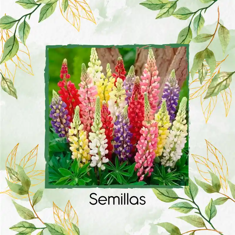 140 Semillas Orgánicas De Flor Lupinus Altramuz