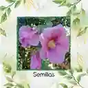 300 Semillas Orgánicas De Flor Malva Real