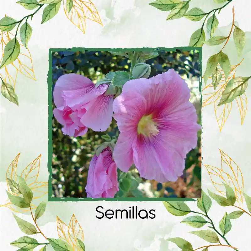 300 Semillas Orgánicas De Flor Malva Real