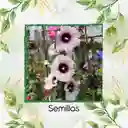 300 Semillas Orgánicas De Flor Malva Real