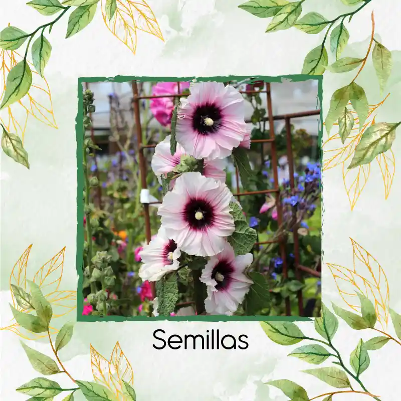 300 Semillas Orgánicas De Flor Malva Real