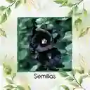 300 Semillas Orgánicas De Flor Malva Real