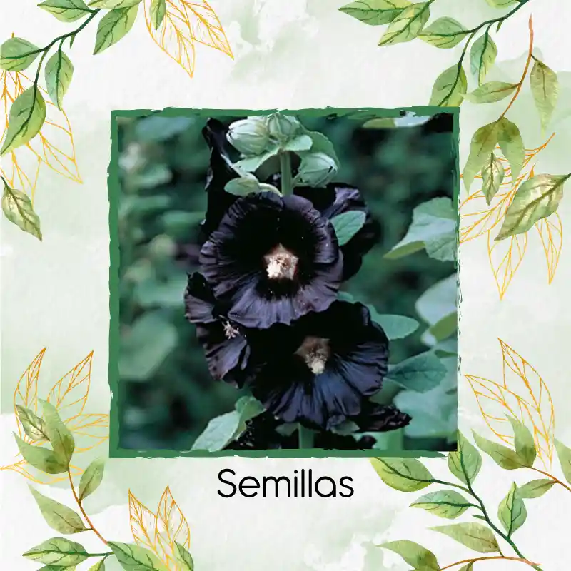 300 Semillas Orgánicas De Flor Malva Real