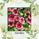 300 Semillas Orgánicas De Flor Malva Real