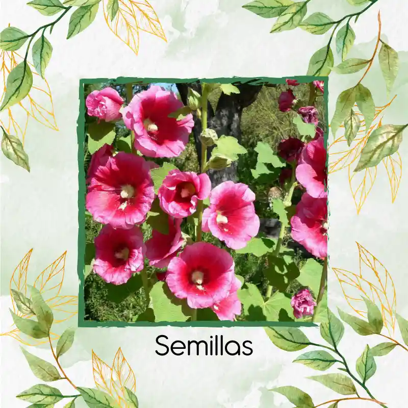 300 Semillas Orgánicas De Flor Malva Real