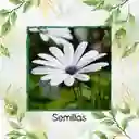 40 Semillas Orgánicas De Flor Margarita Africana