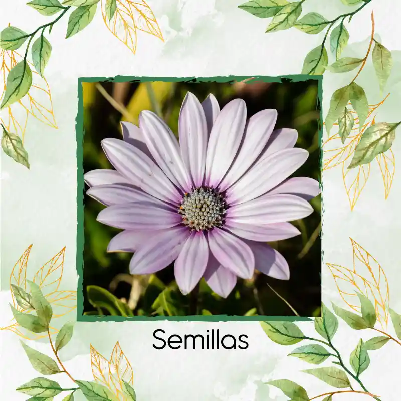 40 Semillas Orgánicas De Flor Margarita Africana
