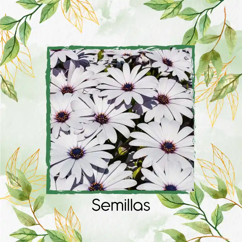 40 Semillas Orgánicas De Flor Margarita Africana