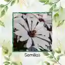 40 Semillas Orgánicas De Flor Margarita Africana