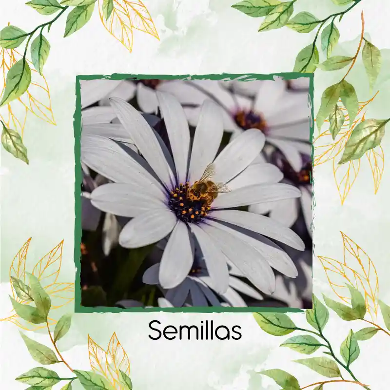 40 Semillas Orgánicas De Flor Margarita Africana