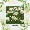 1.400 Semillas Orgánicas De Flor Margarita Crisantemo