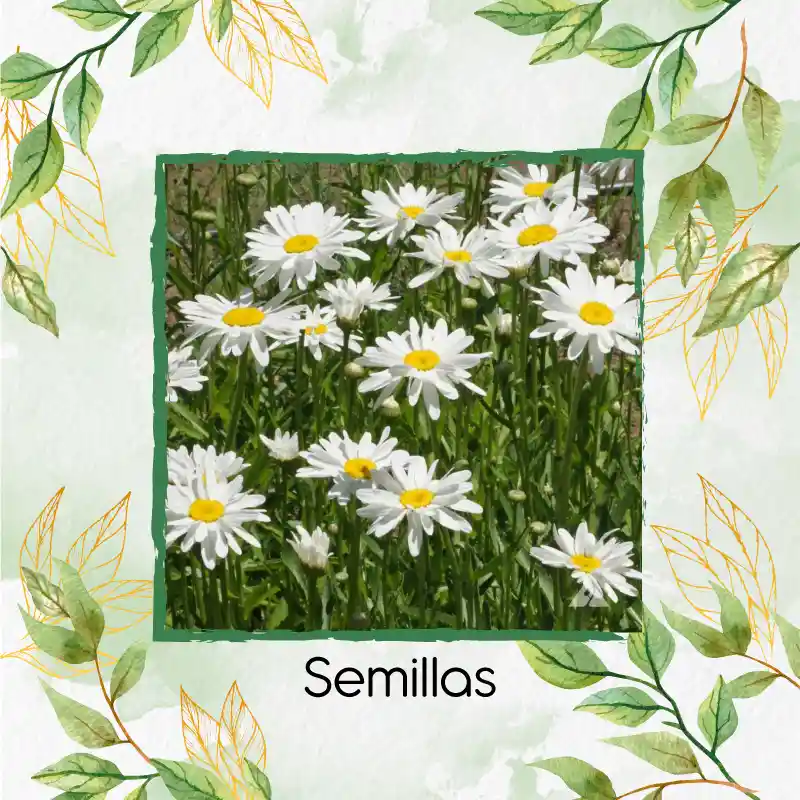 1.400 Semillas Orgánicas De Flor Margarita Crisantemo