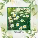 1.400 Semillas Orgánicas De Flor Margarita Crisantemo