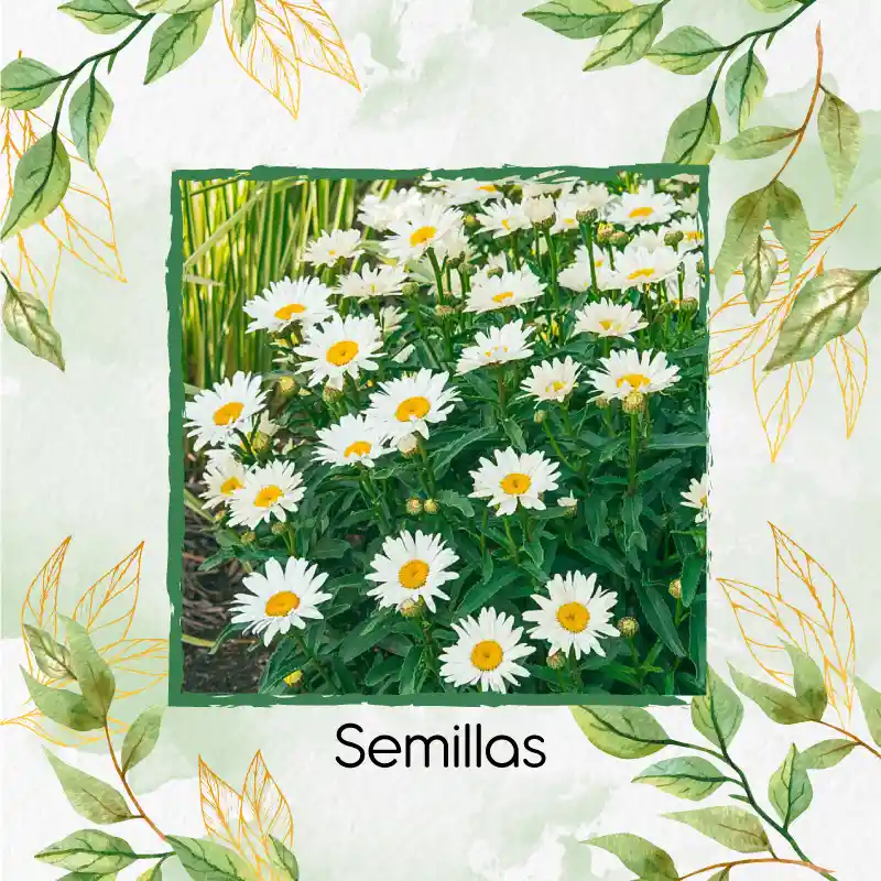 1.400 Semillas Orgánicas De Flor Margarita Crisantemo