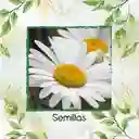 1.400 Semillas Orgánicas De Flor Margarita Crisantemo