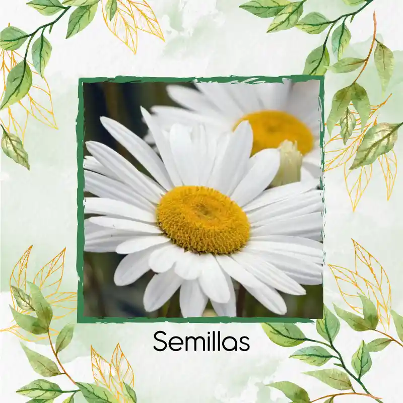 1.400 Semillas Orgánicas De Flor Margarita Crisantemo