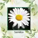 1.400 Semillas Orgánicas De Flor Margarita Crisantemo