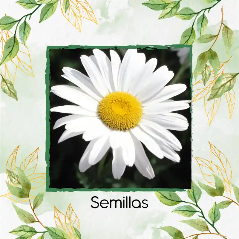 1.400 Semillas Orgánicas De Flor Margarita Crisantemo