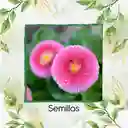 2.000 Semillas Orgánicas De Flor Margarita Inglesa