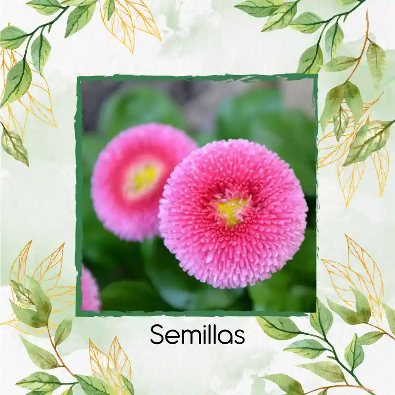 4.000 Semillas Orgánicas De Flor Margarita Inglesa