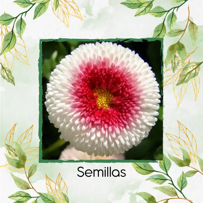 4.000 Semillas Orgánicas De Flor Margarita Inglesa