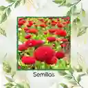 4.000 Semillas Orgánicas De Flor Margarita Inglesa