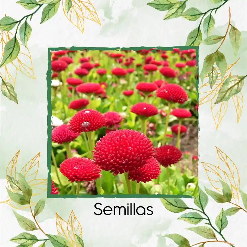4.000 Semillas Orgánicas De Flor Margarita Inglesa