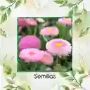 4.000 Semillas Orgánicas De Flor Margarita Inglesa