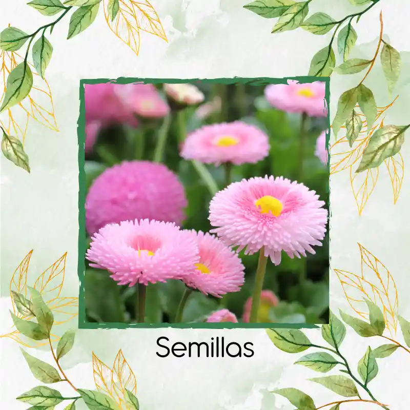 4.000 Semillas Orgánicas De Flor Margarita Inglesa