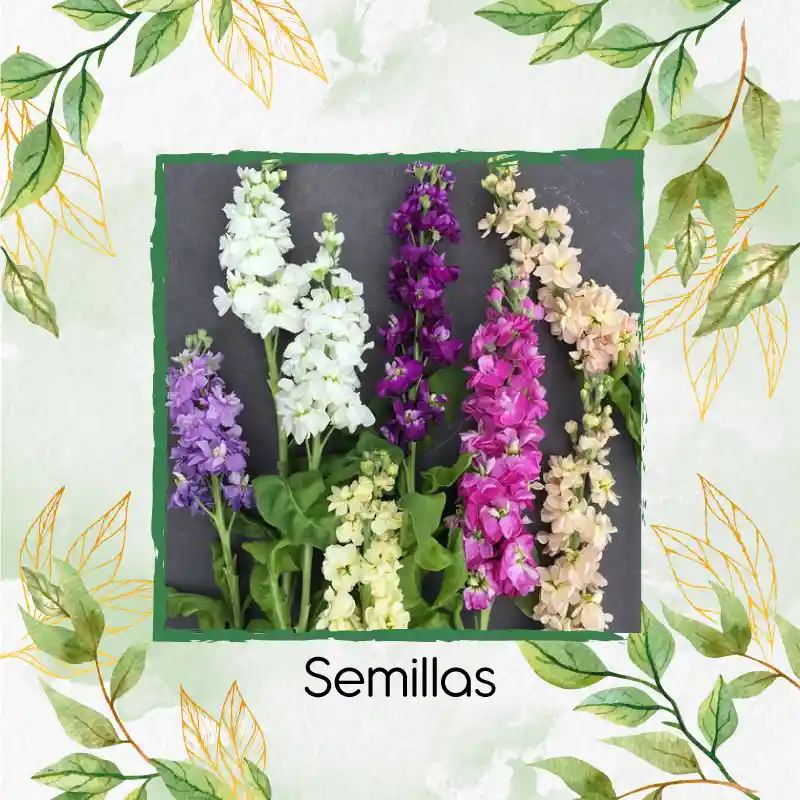 40 Semillas Orgánicas De Flor Matthiola Incana