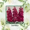 40 Semillas Orgánicas De Flor Matthiola Incana