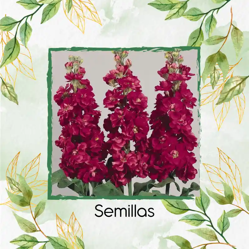 40 Semillas Orgánicas De Flor Matthiola Incana