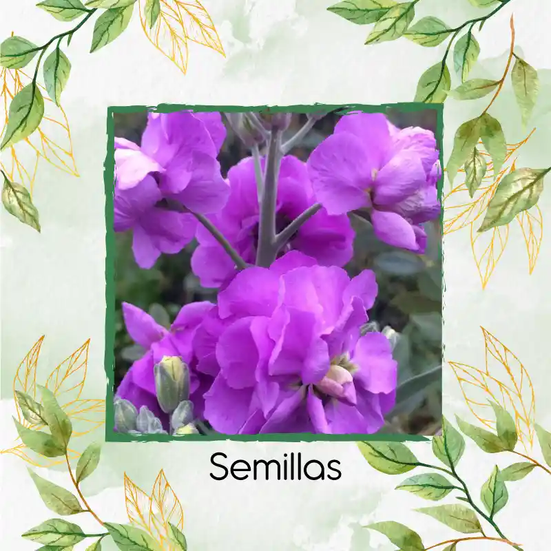 40 Semillas Orgánicas De Flor Matthiola Incana