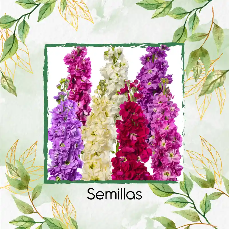 160 Semillas Orgánicas De Flor Matthiola Incana