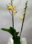 Orquidea Sensacion