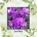 800 Semillas Orgánicas De Flor Matthiola Incana