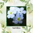 25 Semillas Orgánicas De Flor No Me Olvides Azul