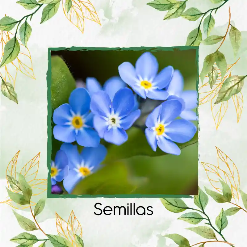 1.000 Semillas Orgánicas De Flor No Me Olvides Azul