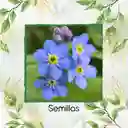 2.000 Semillas Orgánicas De Flor No Me Olvides Azul