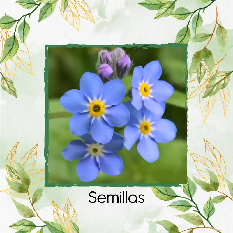 2.000 Semillas Orgánicas De Flor No Me Olvides Azul