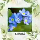 2.000 Semillas Orgánicas De Flor No Me Olvides Azul
