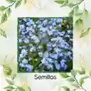 2.000 Semillas Orgánicas De Flor No Me Olvides Azul