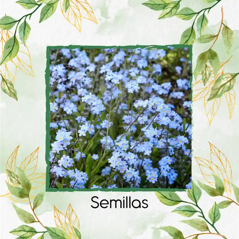 2.000 Semillas Orgánicas De Flor No Me Olvides Azul