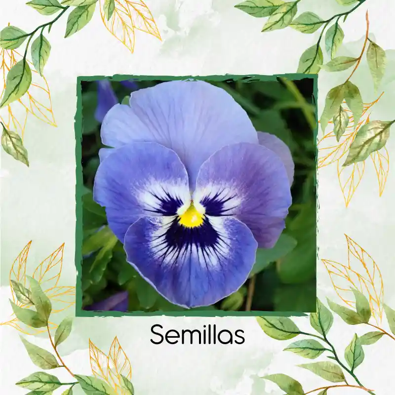 50 Semillas Orgánicas De Flor Pensamiento Azul