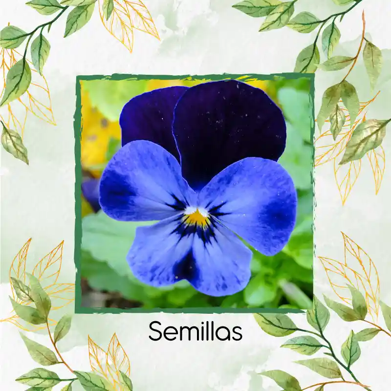 50 Semillas Orgánicas De Flor Pensamiento Azul