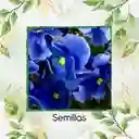 50 Semillas Orgánicas De Flor Pensamiento Azul