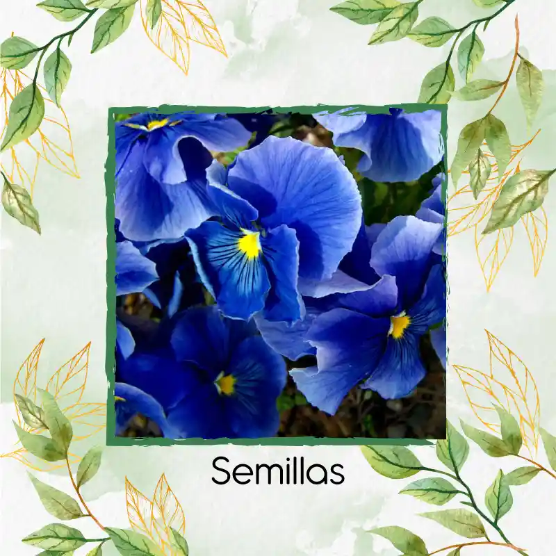 50 Semillas Orgánicas De Flor Pensamiento Azul