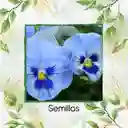 200 Semillas Orgánicas De Flor Pensamiento Azul